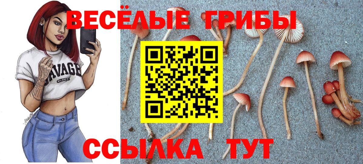 Псилоцибиновые грибы Psilocybine cubensis Орск